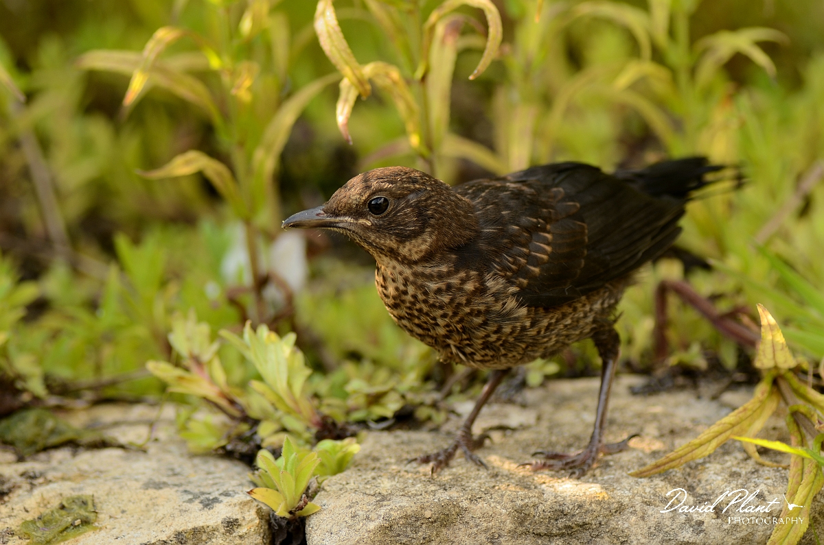 David Plant Photography - Wildlife Photography - Blackbird - I.jpg - Blackbird, juvenile - Cotswolds